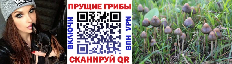 Галлюциногенные грибы MAGIC MUSHROOMS  где купить   Мирный 